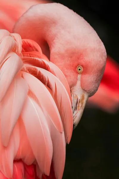 Graceful Flamingo Elegance — 500-piece jigsaw puzzle