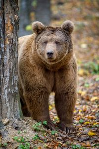 Bear in Autumn Woods — 500-piece jigsaw puzzle