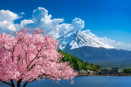 Cherry Blossoms by Mount Fuji — 400-piece jigsaw puzzle