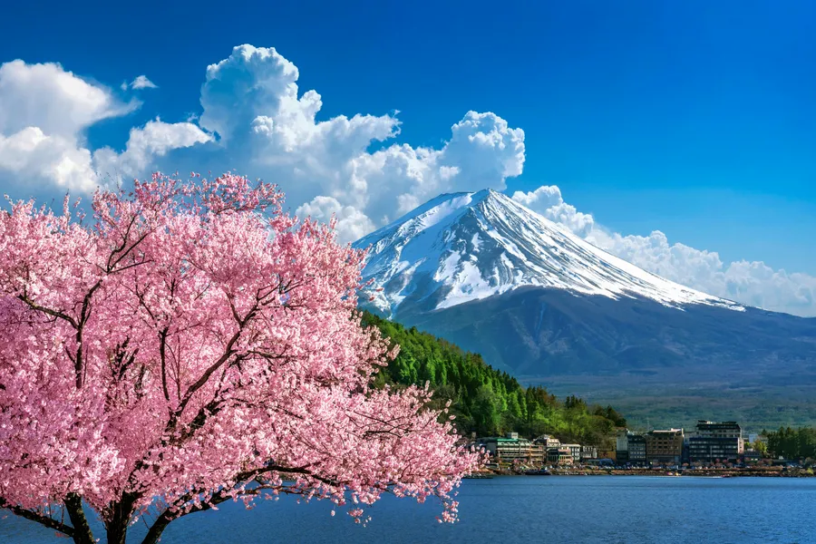 Cherry Blossoms by Mount Fuji — 400-piece jigsaw puzzle