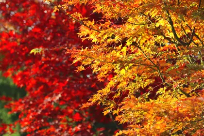 Vibrant Autumn Leaves — 400-piece jigsaw puzzle