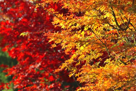Vibrant Autumn Leaves — 400-piece jigsaw puzzle