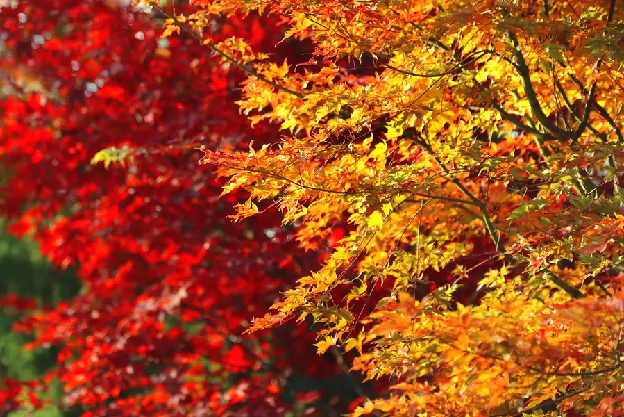 Vibrant Autumn Leaves — 400-piece jigsaw puzzle