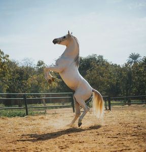 Majestic Rearing Horse — 400-piece jigsaw puzzle