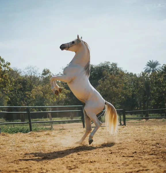 Majestic Rearing Horse — 400-piece jigsaw puzzle