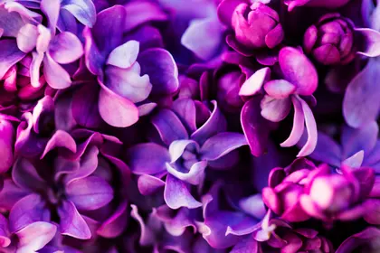 Lush Lilac Blooms — 200-piece jigsaw puzzle