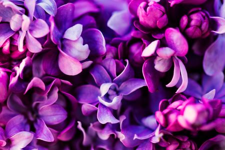 Lush Lilac Blooms — 200-piece jigsaw puzzle