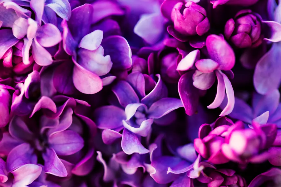 Lush Lilac Blooms — 200-piece jigsaw puzzle