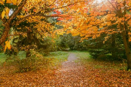 Autumn Forest Pathway — 150-piece jigsaw puzzle
