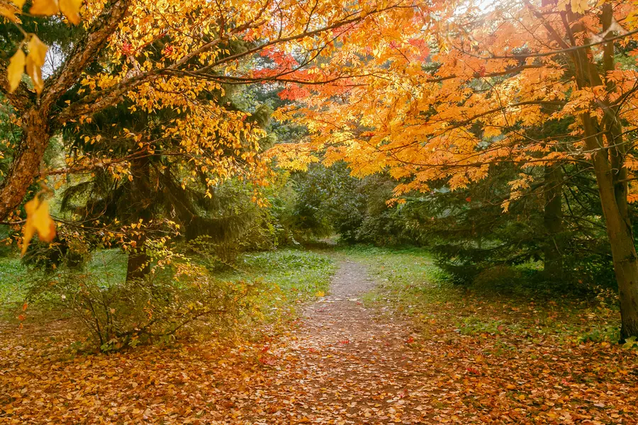Autumn Forest Pathway — 150-piece jigsaw puzzle