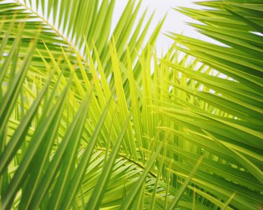 Tropical Palms — 500-piece jigsaw puzzle