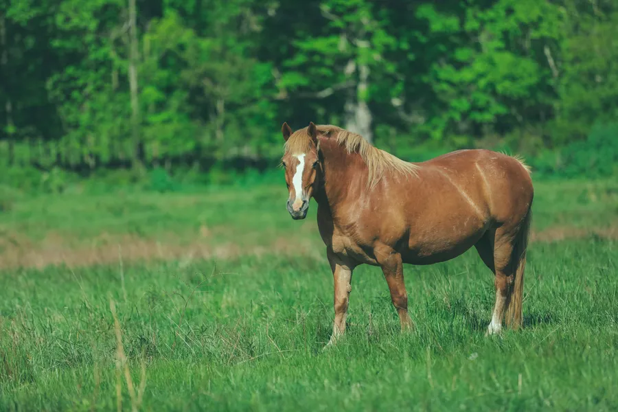 Majestic Horse in Meadow — 150-piece jigsaw puzzle