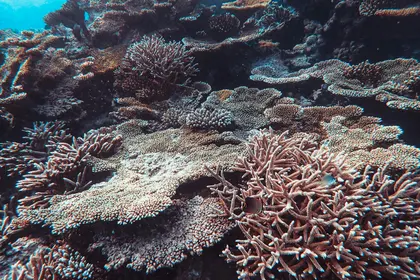 Underwater Coral Beauty — 300-piece jigsaw puzzle