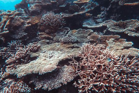 Underwater Coral Beauty — 300-piece jigsaw puzzle
