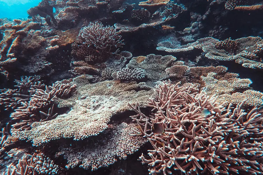 Underwater Coral Beauty — 300-piece jigsaw puzzle