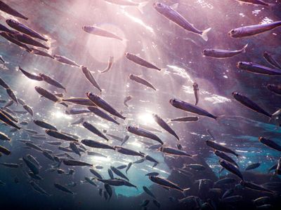 Underwater Dance — 500-piece jigsaw puzzle