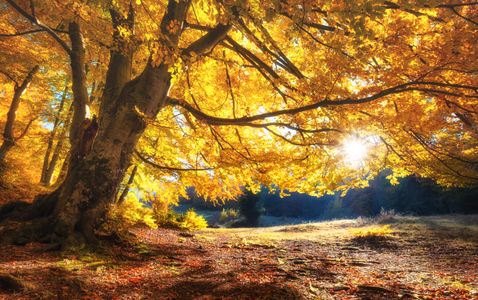 Golden Autumn Light — 150-piece jigsaw puzzle