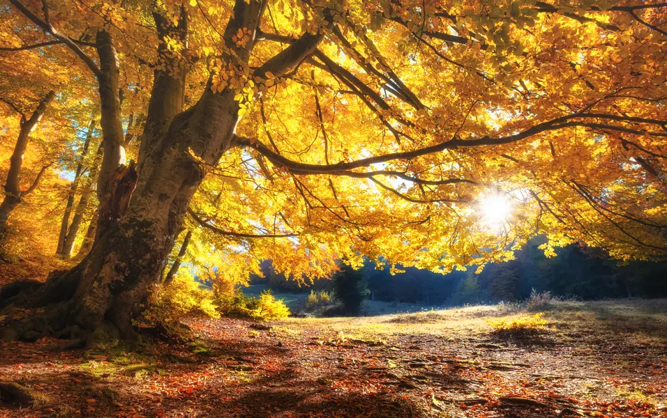Golden Autumn Light — 150-piece jigsaw puzzle