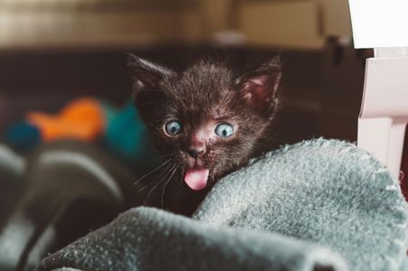 Playful Kitten Moment — 300-piece jigsaw puzzle