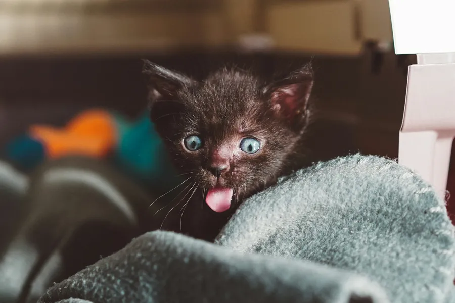 Momento brincalhão do gatinho — quebra-cabeça de 300 peças