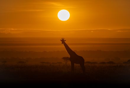 Safari Sunset Silhouette — 400-piece jigsaw puzzle
