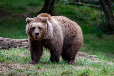 Majestic Brown Bear — 400-piece jigsaw puzzle