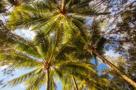 Tropical Palm Canopy — 200-piece jigsaw puzzle